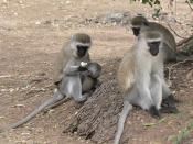 English: Vervet Monkeys in Samburu
