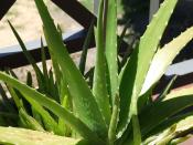 Spotted forms of Aloe vera are sometimes known as Aloe vera var. chinensis.