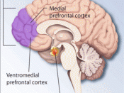 Regions of the brain affected by PTSD and stress.