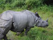 English: Rhinoceros in Bardiya Nepal