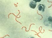 English: Photomicrograph of Streptococcus pyogenes bacteria, 900x Mag. A pus specimen, viewed using Pappenheim's stain. Last century, infections by S. pyogenes claimed many lives especially since the organism was the most important cause of puerperal feve