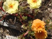 English: Moss rose or rose moss, Portulaca grandiflora, with flowers of two colors as a result of a mutation. The orange is probably the mutant, as it's closer to the purple wild type.