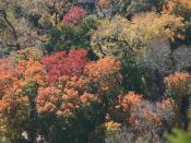 An aerial view of the colorful autumn forest