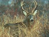 English: A white-tailed deer