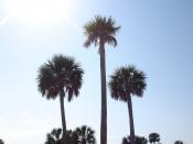 Palm Trees with Sun Behind Them