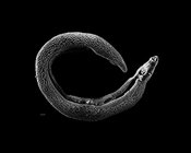English: Electron micrograph of an adult male Schistosoma parasite worm. The bar (bottom left) represents a magnification of 500 μm. Français : Photographie au micrographe électronique d'un ver parasite Schistosoma adulte mâle. La barre (en bas à gauche) 