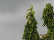 English: Dark clouds and strong winds blowing acacia trees, a storm approaching.