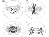 An illustration of the stages of mitosis in a human cell from Gray's Anatomy.