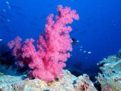 In coral reefs, gamete incompatibility prevents the formation of numerous inter-species hybrids.