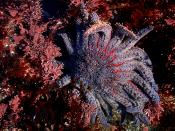 Sun flower Sea Star, Phylum Echinodermata in Northern California Tide pools