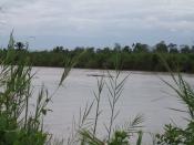 Hippopotami in the Ruzizi River in Burundi
