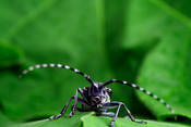 English: IWAKUNI, Japan — An Asian long-horned beetle is perched atop a green leaf.