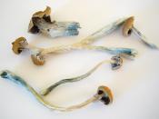 Dried Psilocybe cubensis magic mushrooms.