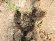 English: The gully was caused by rain water washing soil away. The roots of the tiny weeds have been exposed.