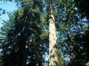 Sequoia sempervirens in Redwood National Park