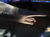 Goblin Shark (Mitsukurina owstoni) at Natural History Museum in Vienna.