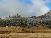Panoramic view across the Mt Buffalo plateau. The highest peak on Mt Buffalo, The Horn at 1,723 m, is the white peak to image right approximately 3 km from the location of the camera (a walker's safety fence can be seen on top). The large number of dead t