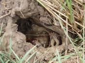 Crayfish (Astacidae) is digging his burrow
