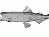 Capelin is a common fish of the Atlantic-arctic transitional waters