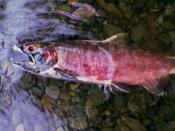 Dead salmon in spawning season, U.S. Pacific Northwest
