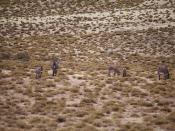 Wild Donkeys at Ruta Nacional 33 | Asnos Salvajes | 120713-5770-jikatu