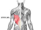 Latissimus dorsi muscle. Translated to Hebrew from Latissimus dorsi.png
