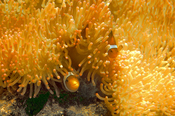English: clown fish and anemone at the green connection