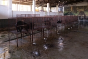 English: Sun Bear Bile Extraction Operation in Möng La, Shan, Myanmar