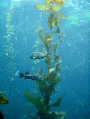 Rockfish (Sebastidae) swimming around kelp at Monterey Bay Aquarium, California.