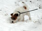 English: A rough-coated Jack Russel in snow.