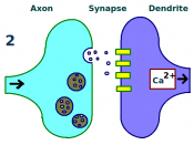 English: Long term potentiation: second stage. More receptors are found on the dendrite.