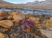 English: River Beauty flowers in foreground, with meltwater stream and Ekblaw Lake in background. Quttinirpaaq National Park. July 2011.