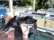 A baby sea turtle at the restoration facility