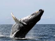 amy Whale, breaching, Stellwagen Bank National Marine Sanctuary