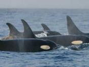 Resident (fish-eating) killer whales. The curved dorsal fins are typical of resident females.