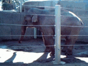 Devi (little princess), a 30-year-old Asian elephant raised in captivity at the San Diego Zoo exhibiting 