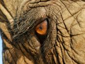 English: The eye of an asian elephant at Elephant Nature Park, Thailand Deutsch: Das Auge eines indischen Elefanten im Elephant Nature Park, Thailand