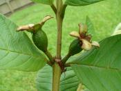 English: A baby guava, in its budding stage.