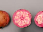 'Thai maroon' guavas, a red apple guava cultivar, rich in carotenoids and polyphenols
