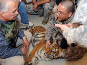 A sedated tiger cub gets a medical check-up from Dr. Mewafak Raffo, left, a veterinary advisor assigned to 1st Armored Division, and Maj. Matt Takara, commander 51st Medical Detachment Veterinary Medicine, 248th Medical Detachment Veterinary Services, Mar