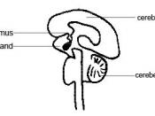 The position of the pituitary gland and hypothalamus