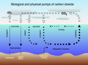 Air - sea exchange of carbon dioxide