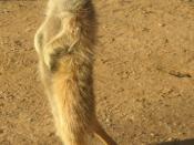 A meerkat in the Kalahari Desert