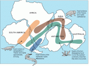 Continental drift fossil evidence. As noted by Snider-Pellegrini and Alfred Wegener, the locations of certain fossil plants and animals on present-day, widely separated continents would form definite patterns (shown by the bands of colors), if the contine