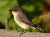 A Eastern Phoebe at Owen Conservation Park, Madison, Wisconsin, USA.