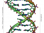 English: An overview of the structure of DNA.