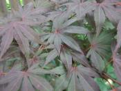 English: Japanese Maple Foliage