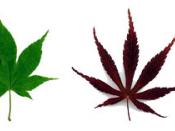 Example of leaf variation among various cultivars of Japanese Maple