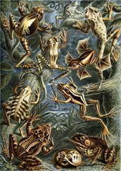 Colour plate from Ernst Haeckel's 1904 Kunstformen der Natur, depicting frog species that include two examples of parental care.