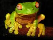 English: The Red-eyed Tree Frog (Litoria chloris) found in eastern Australia. Français : Litoria chloris, une grenouille arboricole de l'est australien.